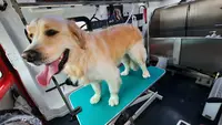 Poppy S Dog Beauty