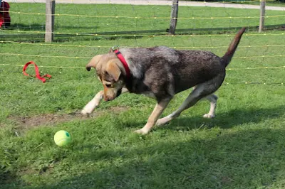 Besançon Club Canin