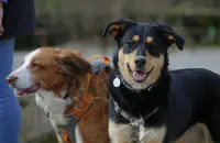 Lucille Pawsitive, Éducateur et Comportementaliste Canin