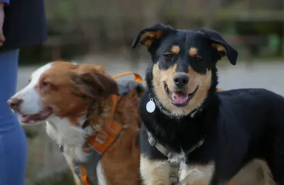 Lucille Pawsitive, Éducateur et Comportementaliste Canin