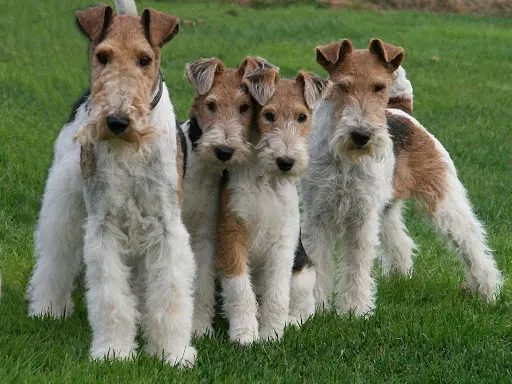 Fox-terriers du Hallier d'Eltinor