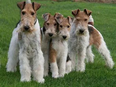 Fox-terriers du Hallier d'Eltinor