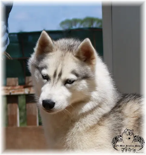 Elevage Of Wolf Siberian Song Siberian Husky