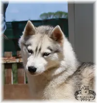 Elevage Of Wolf Siberian Song Siberian Husky