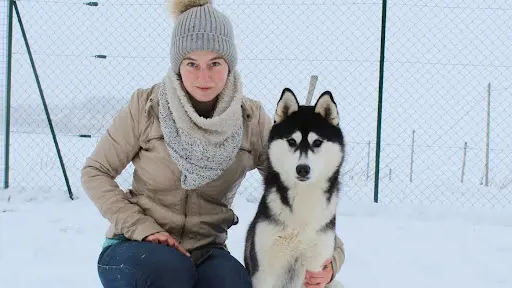 The Land Of Wolves - Elevage Husky et Pension Canine