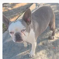 Elevage Familial de Bouledogue Français