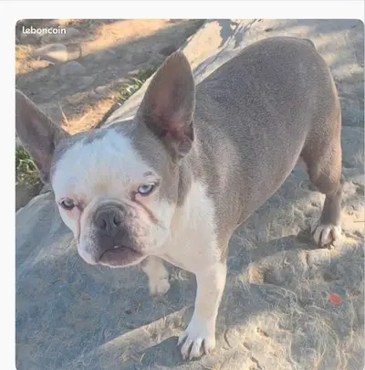Elevage Familial de Bouledogue Français