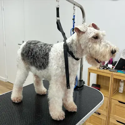 La Patte d'Eden