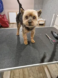 Happy Dog