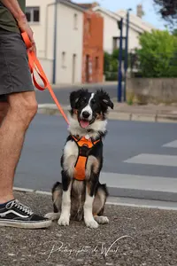 Wouf Éducation, Éducateur et Photographe Canin À Reims