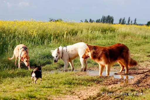 Adp Educ - Educateur et Comportementaliste Canin en Seine et Marne