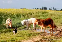 Adp Educ - Educateur et Comportementaliste Canin en Seine et Marne