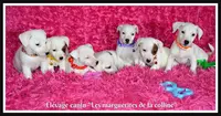 Elevage Canin "les Marguerites de la Colline "