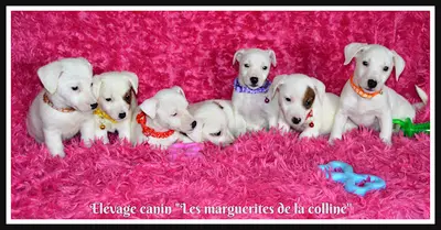 Elevage Canin "les Marguerites de la Colline "