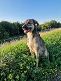 Dogs N Adventures