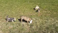 Au Domaine des Loulous Toilettage et Pension Canine