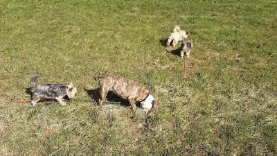 Au Domaine des Loulous Toilettage et Pension Canine