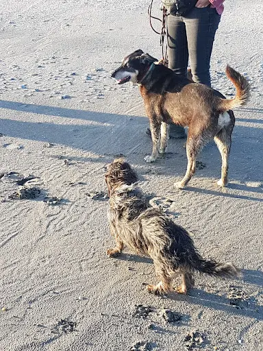 Les Petits Cabots
