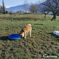 Canima - Education Pension Loisirs - Chien, Chat & Nac