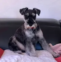 Charm Canin