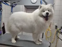 Au Salon