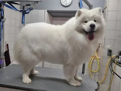 Au Salon