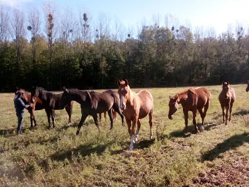Haras d'Orain