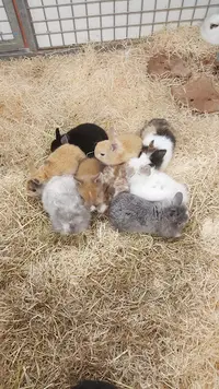 Animalis Beynost
