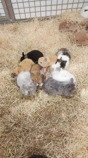 Animalis Beynost