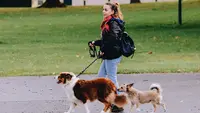 Elo Éducateur Canin