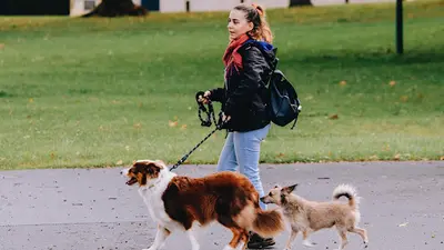 Elo Éducateur Canin