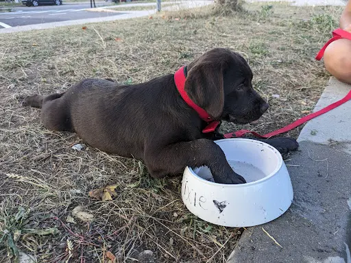 Entre Chien et Vous