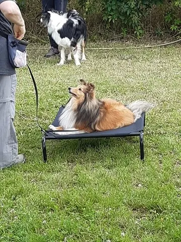 Beziers Sport Canin