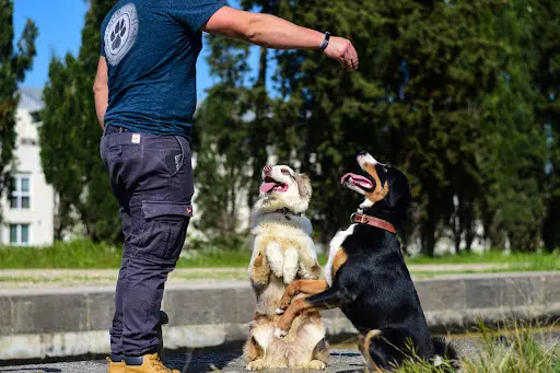 Canis-coach