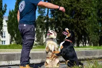 Canis-coach