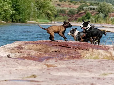 Edu Canidé (éducation Canine À Votre Domicile)