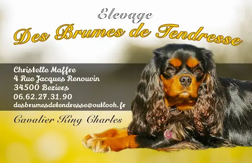 Elevage Cavalier King Charles