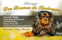 Elevage Cavalier King Charles