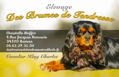 Elevage Cavalier King Charles