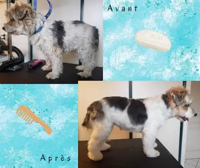 K Ouaff Dog - Toilettage À Domicile