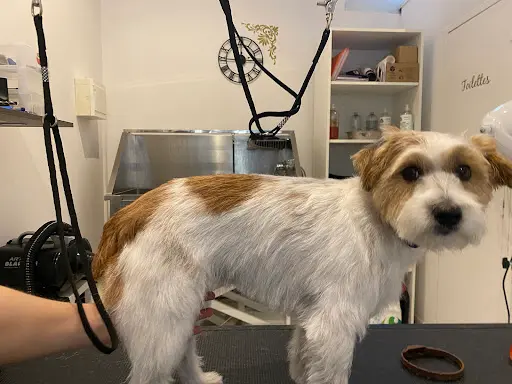 So My Dog Toilettage Béziers