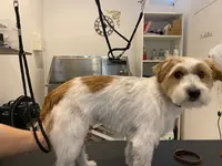 So My Dog Toilettage Béziers