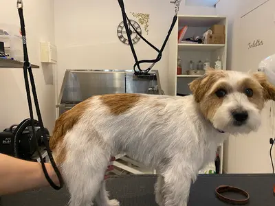 So My Dog Toilettage Béziers