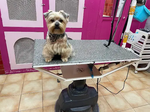 Toilettage Chien Chic