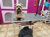 Toilettage Chien Chic