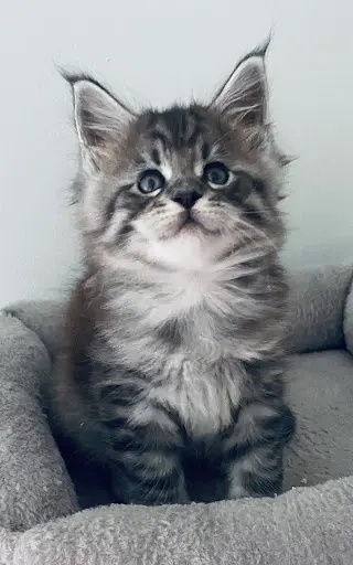 Chatterie de la Côte des Basques