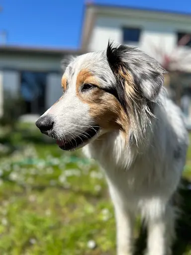 Élevage de Mendiburua - Berger Australien & Corgi Pembroke Lof - Pyrénées Atlantiques