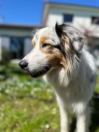 Élevage de Mendiburua - Berger Australien & Corgi Pembroke Lof - Pyrénées Atlantiques