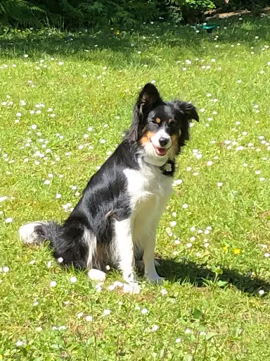 Dolce Canine - Dresseur de Chiens Pays Basque