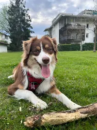 Ethik Dog